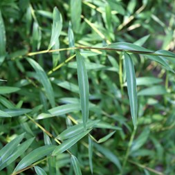 Microstegium vimineum (Japanese stiltgrass)